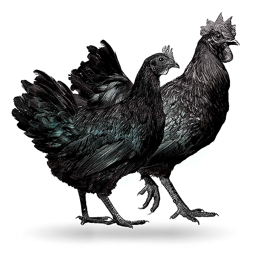 Ayam Cemani