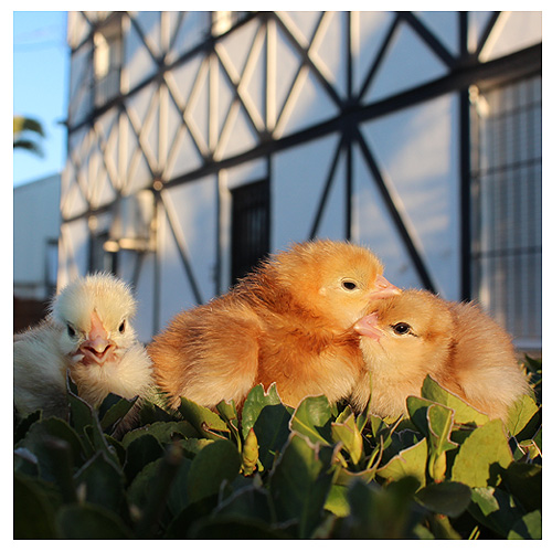 Pollos de un día